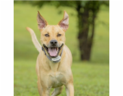 PetSafe® Extra obojek pro elektrický ohradník Classic