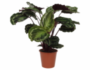 GROW by OBI Modlitební rostlina "Medailon" Výška cca 75 - 85 cm Průměr květináče cca 19 cm