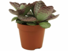 GROW by OBI Tiger-Kalanchoe květináč-O cca 12 cm