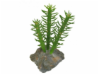 Lucky Reptile-Sukulenty Cactus 3x, cca 15 cm