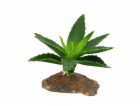 Lucky Reptile-Sukulenty Agave malé, cca 10 cm