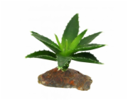 Lucky Reptile-Sukulenty Agave malé, cca 10 cm