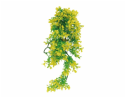 Lucky Reptile Turtle Plants Bacopa cca 40 cm