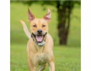PetSafe® Extra obojek pro elektrický ohradník Classic