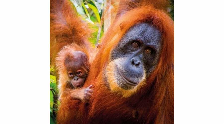 Muzea a galerie Čtvercová karta s obálkou orangutan sumaterský a ba