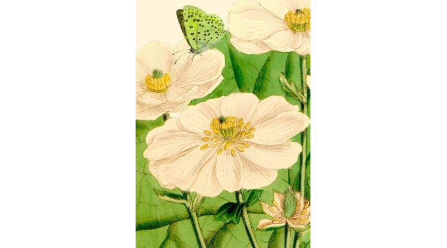 Karta B6 s obálkou Květiny a motýl
