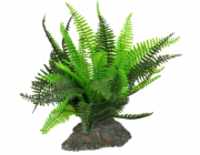 Lucky Reptile Fern cca 25 cm