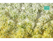 MiniNatur: Trs - Jarní kvetoucí vegetace 2 (15x4 cm)
