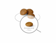 ROYAL CANIN Adult 8+ x- small SHN - suché krmivo pro psy - 1,5kg