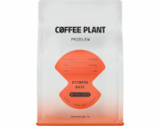 Coffee Plant Kávová rostlina Etiopie Guji 250g kávových zrn