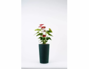 Bavlněný květináč Adoni Green s vložkou 22x36 cm – ručně vyrobený (adoni-ba-grn-36)