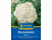 Kiepenkerl Profi-Line květák "Clapton" F1 hybrid