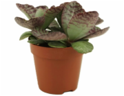 GROW by OBI Tiger-Kalanchoe květináč-O cca 12 cm